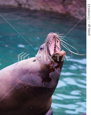 人気のトドショー 75448433