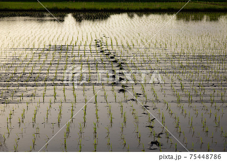 初夏の田んぼ 75448786