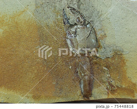 スナモグリの化石 スナモグリの化石 75448818