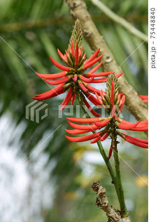 the Indian coral tree flowers with bright red flowers 75448840