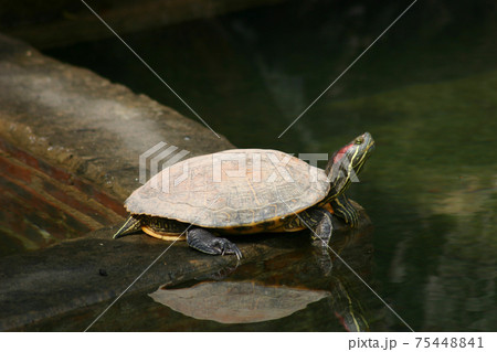 the Tortoise and perfect reflection in water surface the Tortoise and perfect reflection in water surface 75448841
