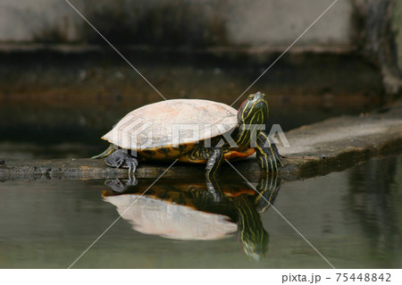 the Tortoise and perfect reflection in water surface the Tortoise and perfect reflection in water surface 75448842