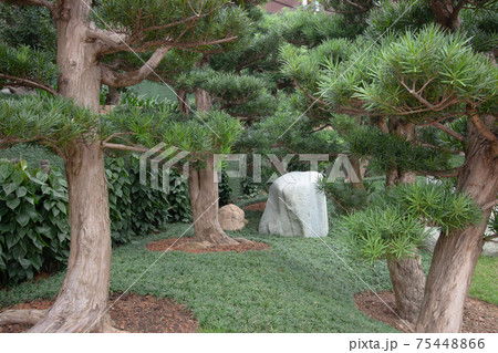 9 Dec 2006 the tree at Nan Lian Garden, Hong Kong 75448866