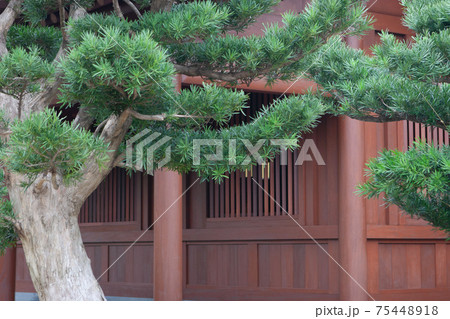 9 Dec 2006 the tree at Nan Lian Garden, Hong Kong 9 Dec 2006 the tree at Nan Lian Garden, Hong Kong 75448918