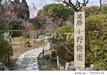 山科随心院梅林 75449136