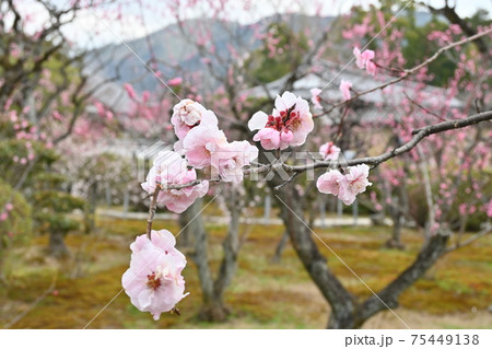 山科随心院梅林 山科随心院梅林 75449138