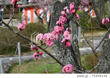 山科随心院梅林 山科随心院梅林 75449140
