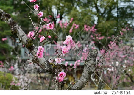 山科随心院梅林 75449151