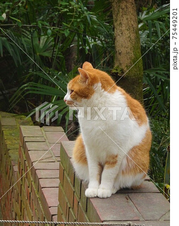 哲学の道でくつろぐ茶トラ猫（京都） 75449201