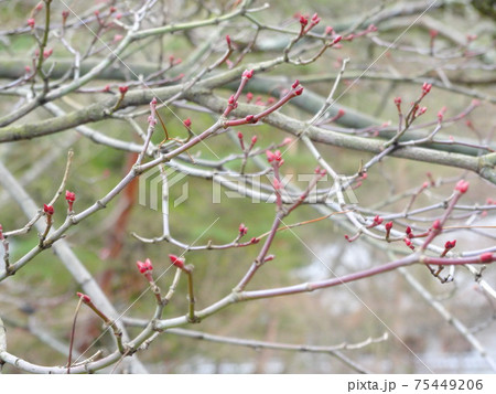 木の枝の先にあるピンクのつぼみのクローズアップ 京都 の写真素材