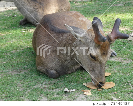鹿せんべいを食べる雄鹿のクローズアップ 奈良公園 の写真素材