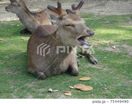 鹿せんべいの前であくびをする雄鹿のクローズアップ 奈良公園 の写真素材 鹿せんべいの前であくびをする雄鹿のクローズアップ 奈良公園 の写真素材