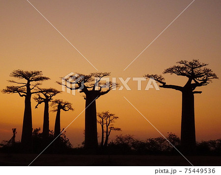 夕暮れ時のバオバブ街道（マダガスカル・モロンダバ） 75449536