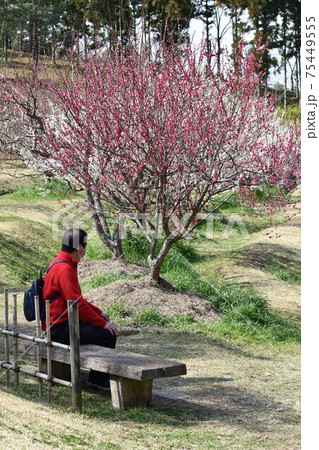 晴れの日ベンチに座り梅の花を眺めている老人の写真素材