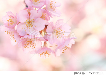 河津桜6750 河津桜6750 75449560