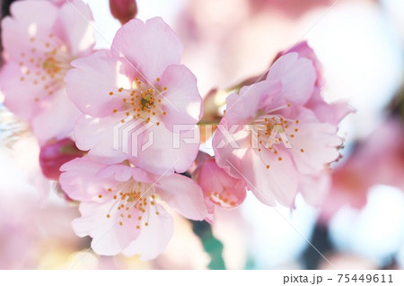 河津桜6839 河津桜6839 75449611