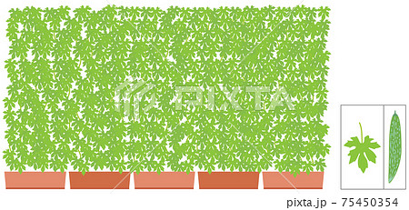 グリーン　カーテン　ゴーヤー 75450354