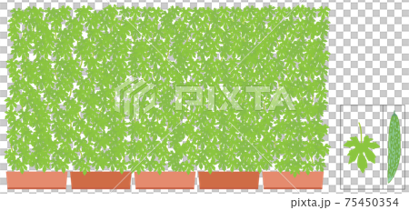 グリーン　カーテン　ゴーヤー 75450354