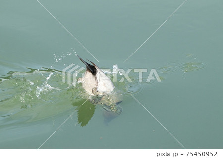 冬鳥：ワタリドリ：ホシハジロ：オス ：淀川 75450952