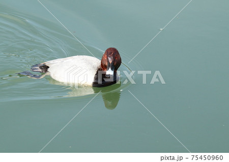 冬鳥：ワタリドリ：ホシハジロ：オス ：淀川 75450960
