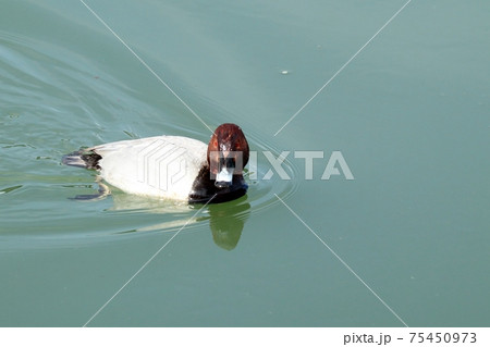 冬鳥：ワタリドリ：ホシハジロ：オス ：淀川 75450973