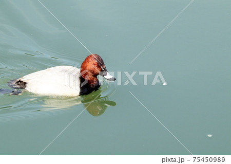 冬鳥：ワタリドリ：ホシハジロ：オス ：淀川 75450989