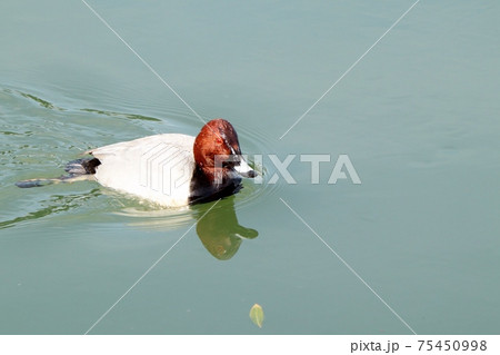 冬鳥:ワタリドリ:ホシハジロ:オス :淀川 冬鳥:ワタリドリ:ホシハジロ:オス :淀川 75450998