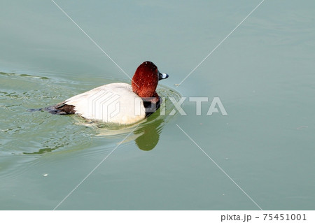冬鳥：ワタリドリ：ホシハジロ：オス ：淀川 75451001