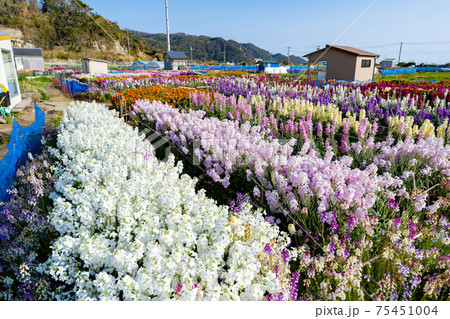 3月の白間津の花畑 75451004