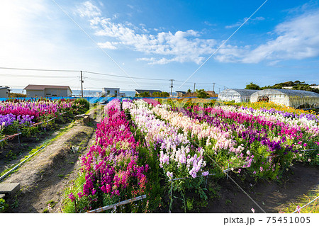 3月の白間津の花畑 3月の白間津の花畑 75451005