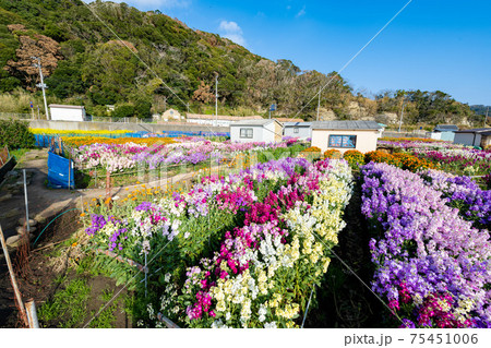 3月の白間津の花畑 75451006