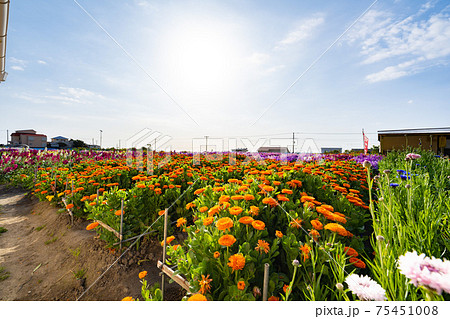 3月の白間津の花畑 75451008