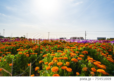 3月の白間津の花畑 75451009