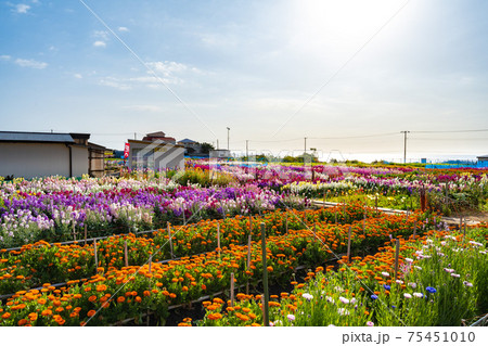 3月の白間津の花畑 3月の白間津の花畑 75451010