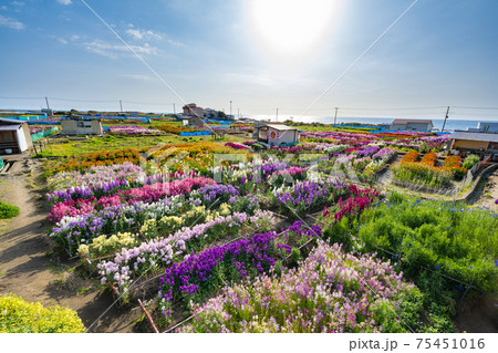 3月の白間津の花畑 75451016