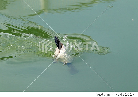 冬鳥：ワタリドリ：ホシハジロ：オス ：淀川 75451017