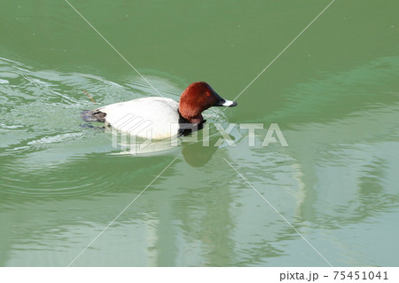 冬鳥：ワタリドリ：ホシハジロ：オス ：淀川 75451041