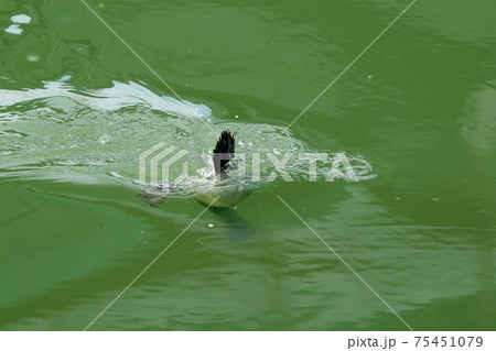 冬鳥：ワタリドリ：ホシハジロ：オス ：淀川 75451079