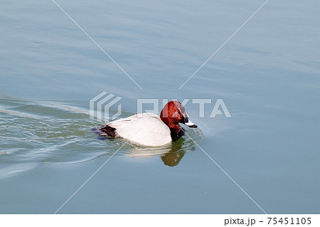 冬鳥：ワタリドリ：ホシハジロ：オス ：淀川 75451105