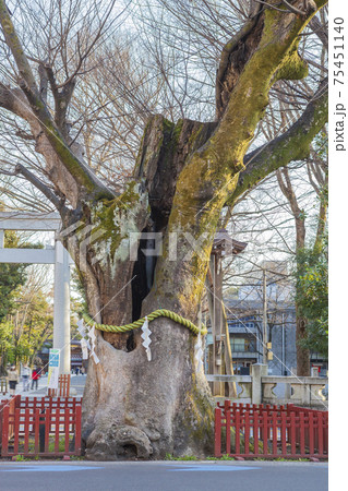 大國魂神社 歴史建造物 けやき ご神木 名木 大國魂神社 歴史建造物 けやき ご神木 名木 75451140