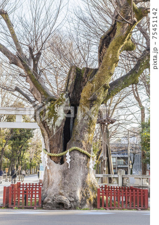 大國魂神社 歴史建造物 けやき ご神木 名木 大國魂神社 歴史建造物 けやき ご神木 名木 75451142