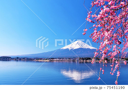 富士山と枝垂れ桜 75451190