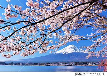 富士山と桜 75451191