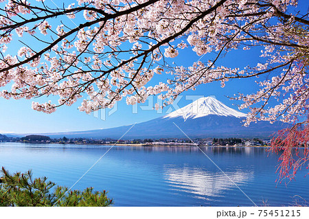 富士山と桜 75451215