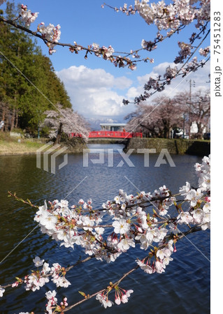 満開の桜と赤い橋 松岬公園 満開の桜と赤い橋 松岬公園 75451283