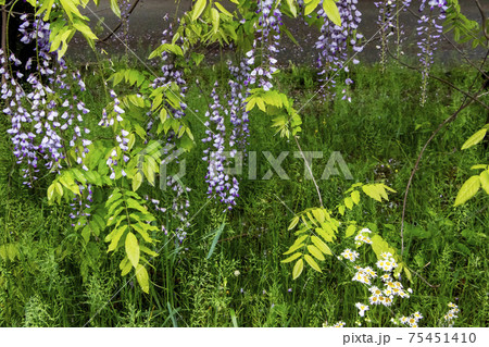 藤とヒメジョオンの雨上がり風景 75451410
