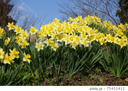スイセン 水仙 すいせん スイセン 水仙 すいせん 75451411