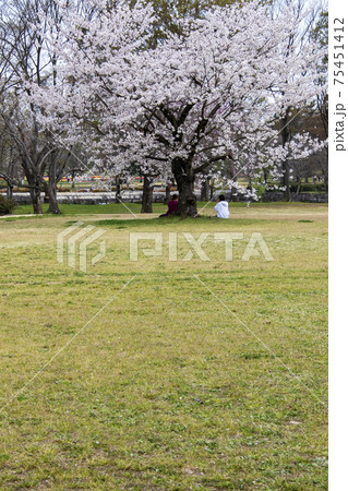 休日の桜、女性二人の休日風景 75451412