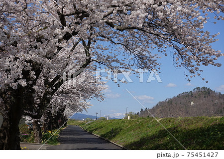 満開の桜　最上川 75451427