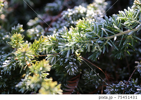 霜の降りた、ハイビャクシンの葉 霜の降りた、ハイビャクシンの葉 75451431